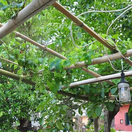 Finetsioslenia House *